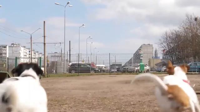игрушки для собак мелких пород по акции с Алиэкспресс смотреть онлайн