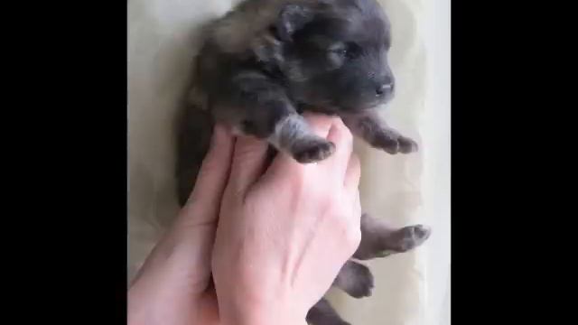Keeshond puppies 2 weeks old..wmv смотреть онлайн