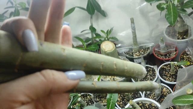АДЕНИУМЫ сеянцы и взрослые прививки #адениум #adenium