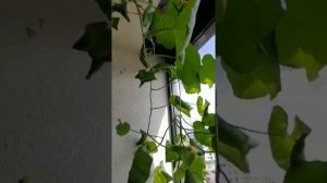 Дыни на балконе.