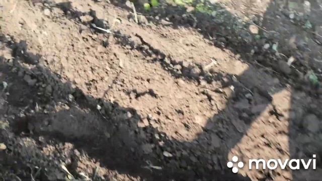 Копаем картошку культиватором. 14 сентября 2020 г. смотреть онлайн