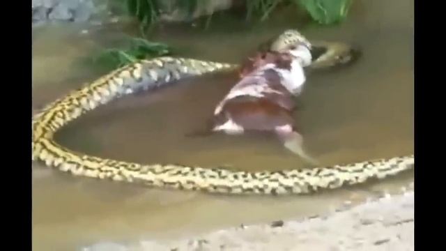 Huge anaconda snake Eats Cow смотреть онлайн