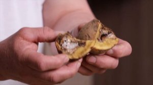 Мы ЗНАЕМ, чем болеет ВАШ картофель (гайд по болезням)