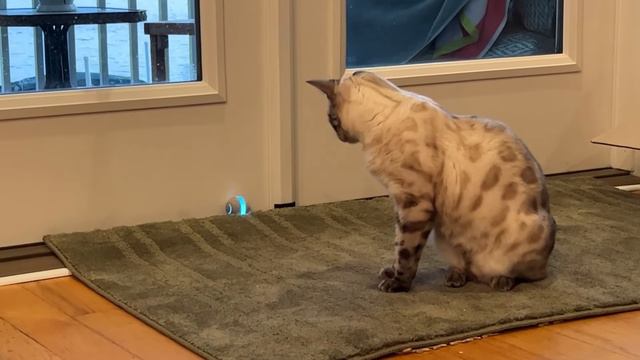 Smart Interactive Cat Toy Review смотреть онлайн