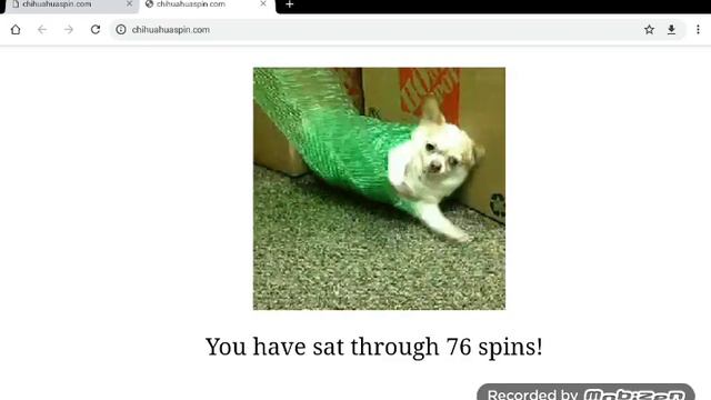 Chihuahua spin 150 vueltas смотреть онлайн