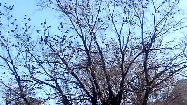 Скворцы в одессе зимой смотреть онлайн