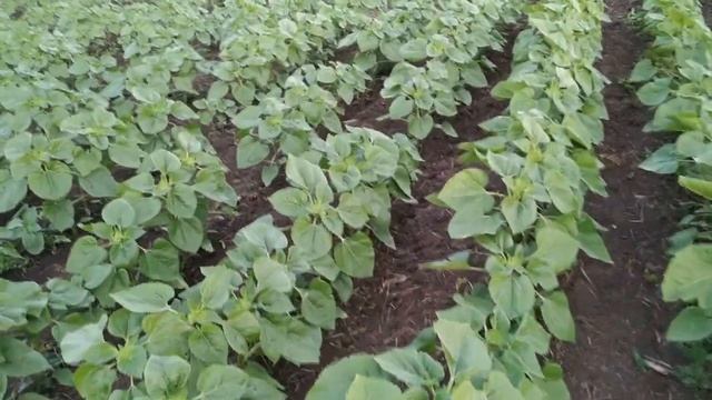 Вторая подкормка подсолнечника бором и микроудобрением смотреть онлайн