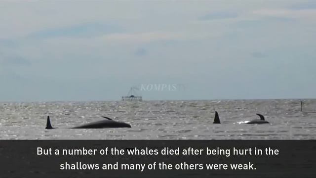 Rescuers struggle to save trapped whales in Indonesia смотреть онлайн