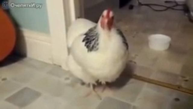 Как чихает кури смотреть онлайн