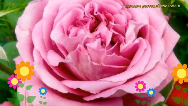 Роза чайно-гибридная Клод Брассер. Краткий обзор, описание характеристик Claude Brasseur смотреть онлайн