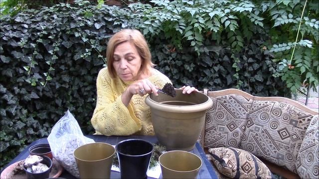 Гелксина.  Посадка гелксины как самостоятельное растение.