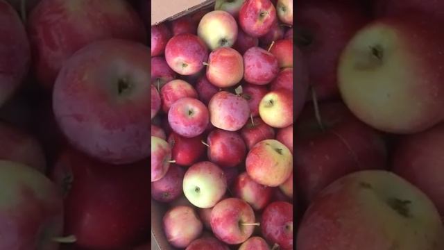 Флорина яблоки смотреть онлайн