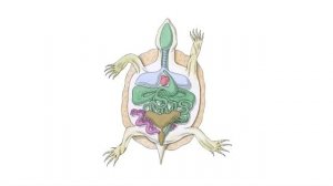 Класс Пресмыкающиеся или Рептилии