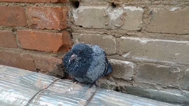 Птенец голубя. Встречается очень редко! смотреть онлайн