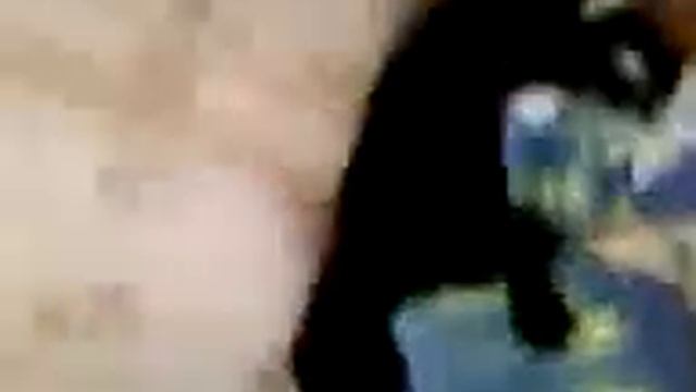 Диван трёх лабрадоров смотреть онлайн