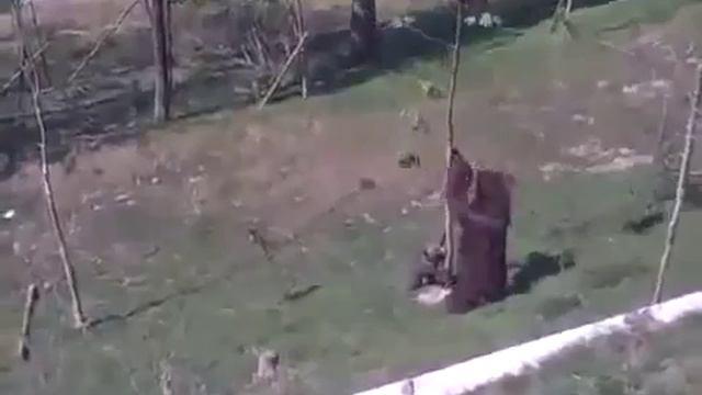 Медведица очень обеспокоена за медвежонка! смотреть онлайн