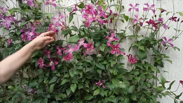 КЛЕМАТИСЫ ИСТОЧНИКИ ВДОХНОВЕНИЯ Клематисы сорта - описание сорта "Вдохновение" смотреть онлайн