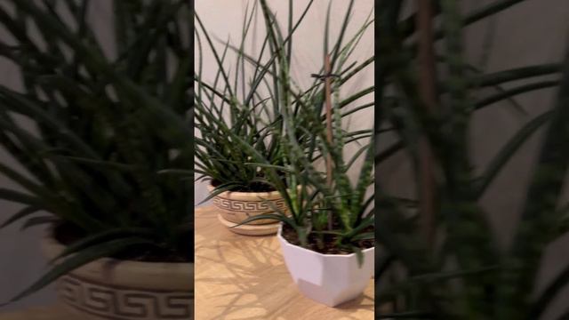Sansevieria - видео пересадки и об уходе смотреть онлайн