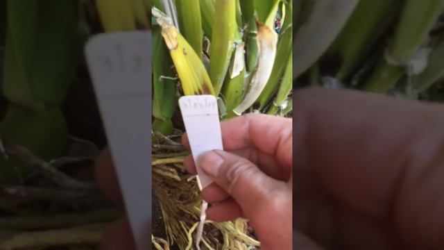 My monster Cattleya смотреть онлайн