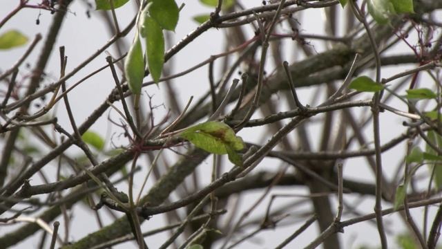 Panasonic AG-UX90 - test - obiektyw / lens смотреть онлайн