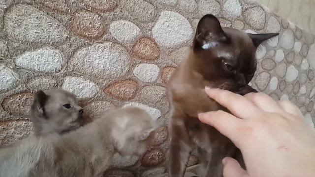 Бурманские котята из питомника Burmorion's смотреть онлайн