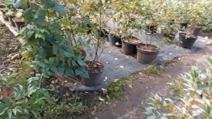 Агроткань при выращивании  голубики.