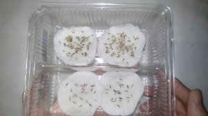 Проращивание семян астры / Результаты и посев