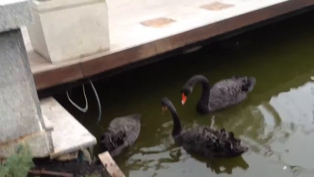 Жесть! В Киевском зоопарке убили черных лебедей! смотреть онлайн