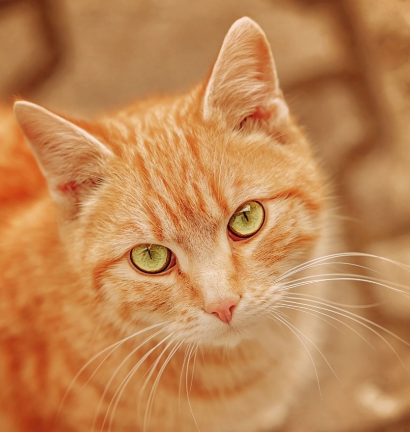 День апельсиновых котов! смотреть онлайн