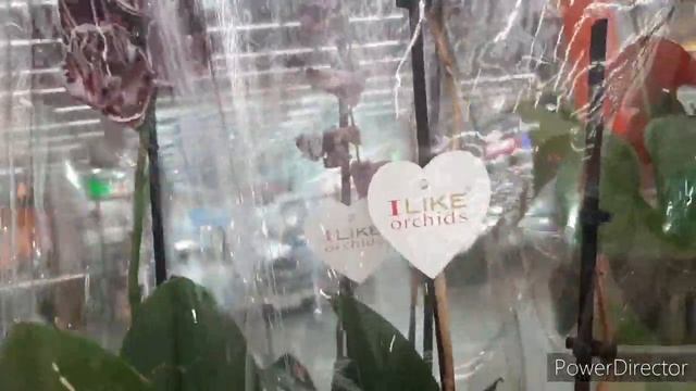 Орхидеи уценки /Классная кора в Ашане/20 марта 2021г. смотреть онлайн