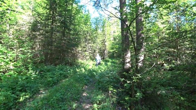 ИЮНЬСКАЯ прогулка в лес 5 июня 2021 смотреть онлайн