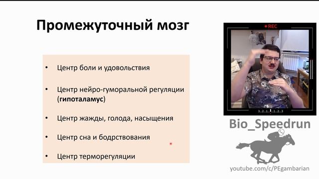 7. Нервная система - головной мозг (Speedrun анатомия 8 класс, ЕГЭ, ОГЭ 2021) смотреть онлайн