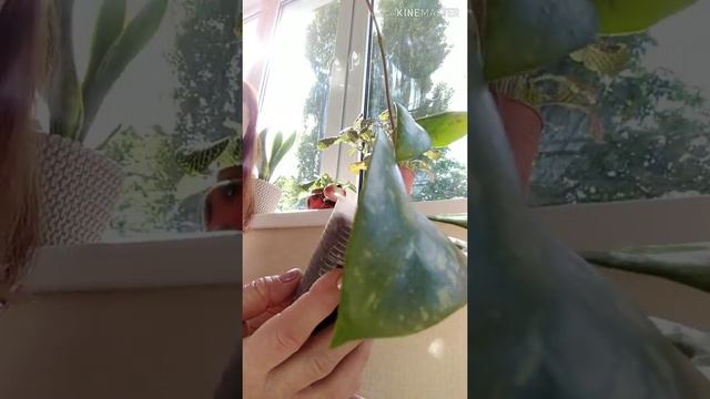 ☘️Комнатные цветы . Мои новички.?Хойя "Parasitica Lao", ?папоротник"Даваллия", "Аспарагус ". ? смотреть онлайн