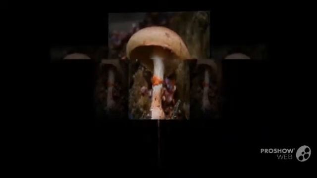 Cortinarius armillatus - fungi kingdom смотреть онлайн