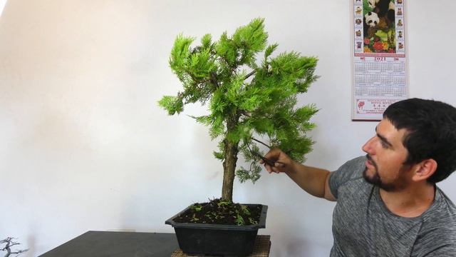 Poda Y Diseño De Thuja Para #bonsai