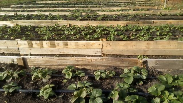 ОБРЕЗКА ЛИСТЬЕВ КЛУБНИКИ? НА ЗИМУ❄. ЗАЧЕМ ? смотреть онлайн