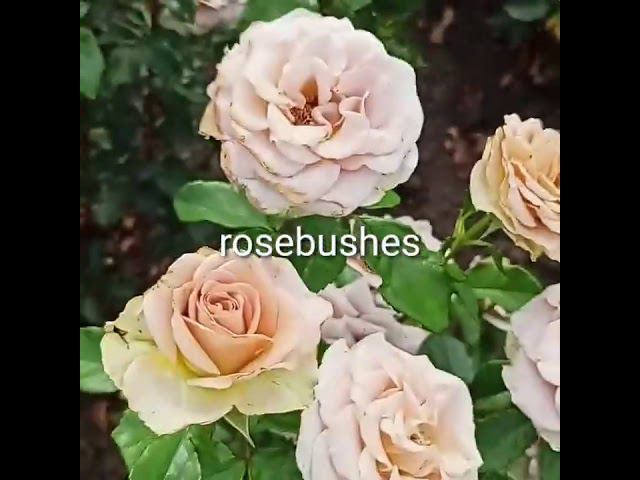 Амнезия @rose_bushes161 смотреть онлайн