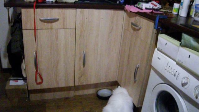 Знакомство кошки с местными котами или Кошачий СПЕЦ НАЗ  Турецкая ангора