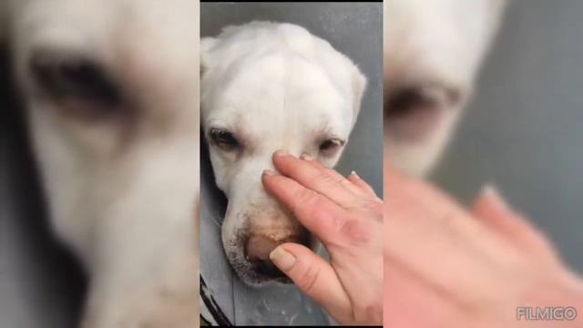 Спасаем девочку Белочку. смотреть онлайн