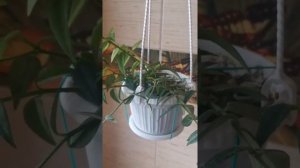 Хойя Белла - цветение, уход в домашних условиях