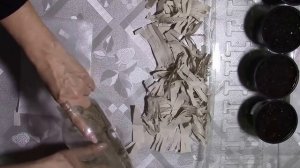 Рассада помидор в пластиковой бутылке.