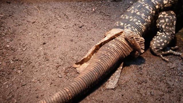 YOU ARE NOT PREPARED! How To Be Ready For Your Tegu! смотреть онлайн