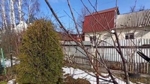 Обрезаем вишню и дюк (вишне-черешневый гибрид).