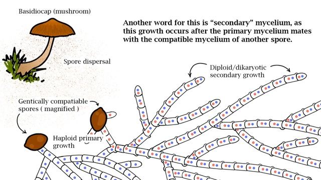 What Is Dikaryotic Mycelium? - Basidiomycetes - Home Mycology смотреть онлайн