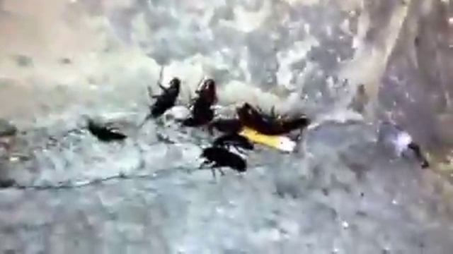 Disinfestazione Blatta orientalis смотреть онлайн