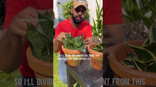 Propagation of snake plant | Malayalam #snakeplants #snakeplantpropagation #snakeplantcare смотреть онлайн