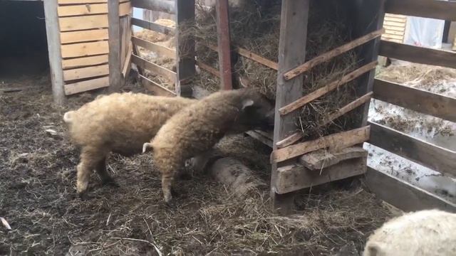 Козосвиньи. Венгерская Мангалица 8 мес.Содержание мангалицы в Сибири смотреть онлайн