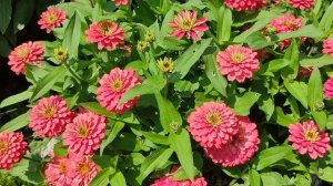 Циния Абрикосовый джем, серия Барышня-крестьянка. #цинии #цветыдлясада