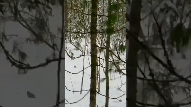 Проверка силков на зайца 3 смотреть онлайн