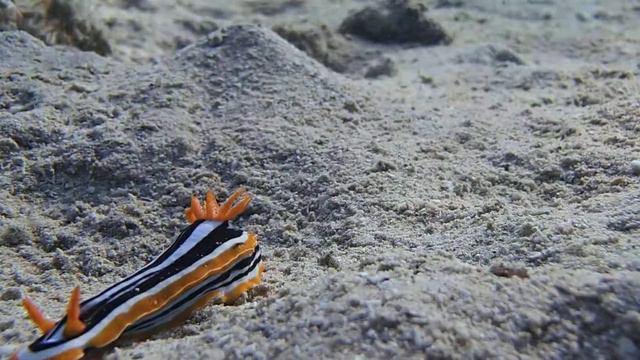 Четырехцветный Хромодорис (Chromodoris quadricolor) смотреть онлайн